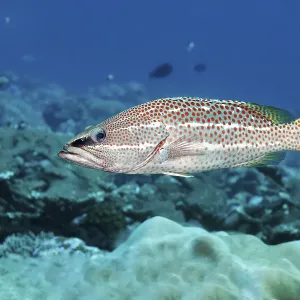Pointed grouper (Anyperodon leucogrammicus) swimming over coral reef Pointed grouper (Anyperodon leucogrammicus) swimming over coral reef