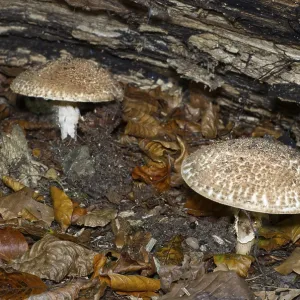 Pointed scaly parasol, Echinoderma aspera vertseck under a tree trunk Pointed scaly parasol, Echinoderma aspera vertseck under a tree trunk