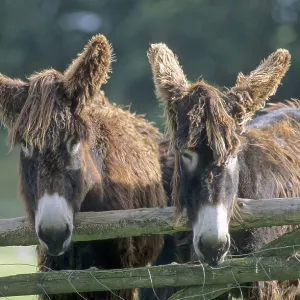 Poitou Giant Donkey, Poitou Donkey