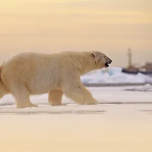 Polar bear on drift ice edge with snow and water in Norway sea