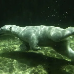 Polar Bear (Ursus maritimus) Giovanna swimming under water Polar Bear (Ursus maritimus) Giovanna swimming under water