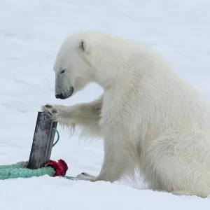 Polar bear (Ursus maritimus) inspects rope and mast holding expedition ship Polar bear (Ursus maritimus) inspects rope and mast holding expedition ship