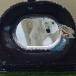 Polar bear (Ursus maritimus) looking through an opening in the deck of a ship