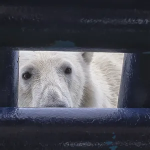 Polar bear (Ursus maritimus) looking through an opening in the deck of a ship Polar bear (Ursus maritimus) looking through an opening in the deck of a ship
