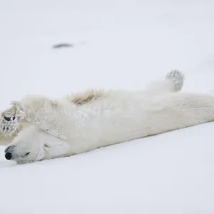Polar bear (Ursus maritimus) stretching Polar bear (Ursus maritimus) stretching