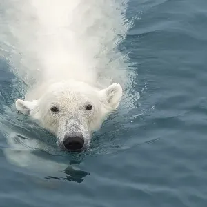 Polar Bear (Ursus maritimus) swimming Polar Bear (Ursus maritimus) swimming