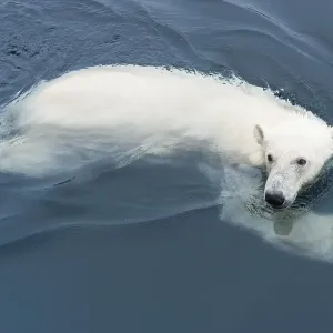 Polar Bear (Ursus maritimus) swimming Polar Bear (Ursus maritimus) swimming