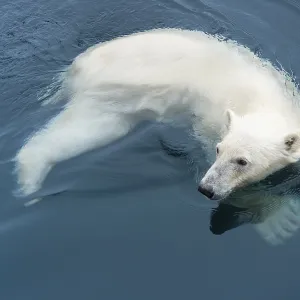 Polar bear (Ursus maritimus) swimming Polar bear (Ursus maritimus) swimming