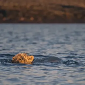 Polar Bear (Ursus maritimus) swimming in the sea Polar Bear (Ursus maritimus) swimming in the sea