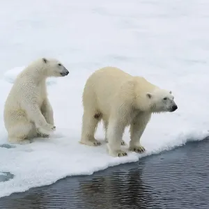 Polar bears (Ursus maritimus), mother with cub on edge of melting ice floe Polar bears (Ursus maritimus), mother with cub on edge of melting ice floe