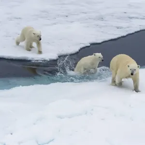 Polar bears (Ursus maritimus), mother with two cubs swimming between ice floes Polar bears (Ursus maritimus), mother with two cubs swimming between ice floes