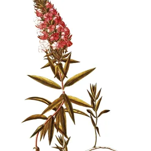 Polemoniaceae Print: Wild Sweet William Illustration Polemoniaceae Print: Wild Sweet William Illustration