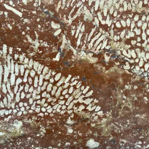 Polished Adnet coral reef limestone