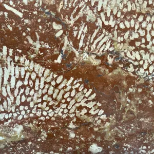 Polished Adnet Coral Reef Limestone Print Polished Adnet Coral Reef Limestone Print