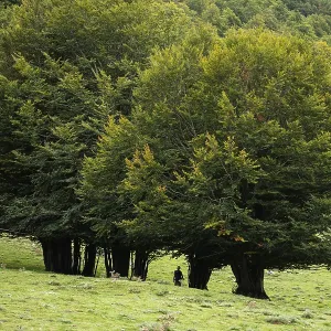 Pollino national park, beech forest, italy