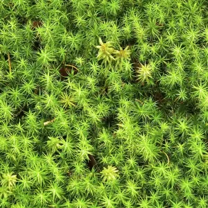 Polytrichum commune moss (Polytrichum commune)