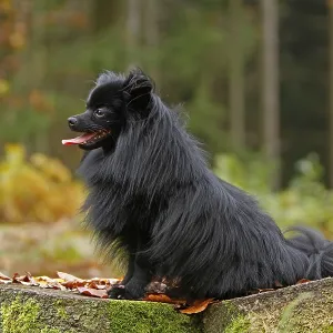 Pomeranian dog Pomeranian dog