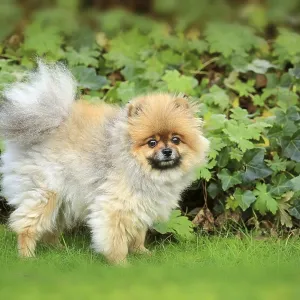 Pomeranian dog, Pomerania Pomeranian dog, Pomerania