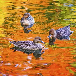 Pond duck with autumn leaves being reflected Pond duck with autumn leaves being reflected