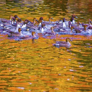 Pond duck with autumn leaves being reflected