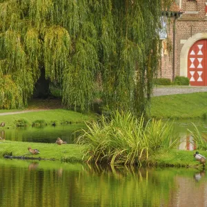 Pond with ducks, weeping willow and brick buildings Pond with ducks, weeping willow and brick buildings