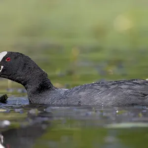 Pond lily pads seem to taste good to the coot (Fulica atra)