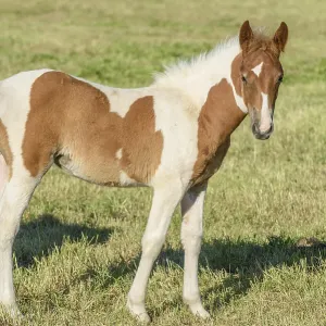 Pony in a pasture in the countryside Pony in a pasture in the countryside