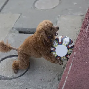Poodle dog playing with leather Soccer ball Poodle dog playing with leather Soccer ball