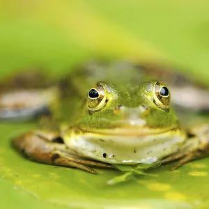 Pool Frog (Rana lessonae), sitting on a leaf