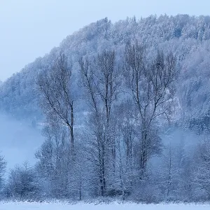 Poplar (Populus), snow, winter