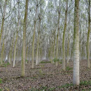 Poplars (Populus), Plantation, Po Valley