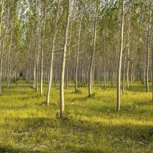 Poplars (Populus), Plantation, Po Valley