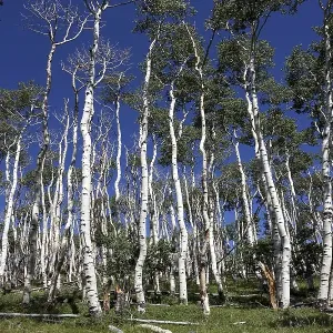 Poplars (Populus tremuloides) against blue sky