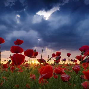 Poppies (Papaver), flowers against a stormy sky Poppies (Papaver), flowers against a stormy sky