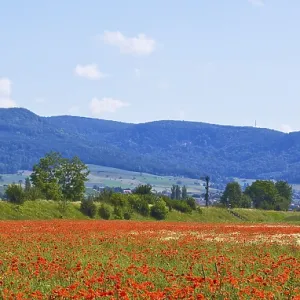 Poppy field near Neunkirch in the canton of Schaffhausen