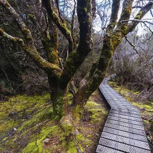 Cradle Mountain Enchanted Walk Spring Afternoon Print