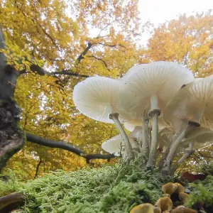 Porcelain fungi (Oudemansiella mucida) in deciduous forest