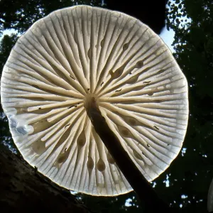 Porcelain fungus (Mucidula mucida) Porcelain fungus (Mucidula mucida)