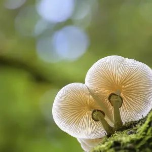 Porcelain fungus (Oudemansiella mucida) Porcelain fungus (Oudemansiella mucida)