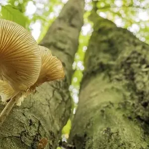Porcelain fungus (Oudemansiella mucida), Hesse Porcelain fungus (Oudemansiella mucida), Hesse
