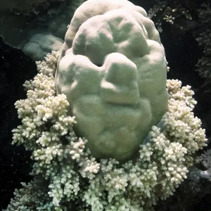 Porites lutea Coral Head Print, Red Sea Sinai Egypt Porites lutea Coral Head Print, Red Sea Sinai Egypt