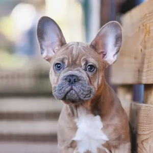 Portrait of 3 months old blue red fawn French Bulldog dog puppy Portrait of 3 months old blue red fawn French Bulldog dog puppy