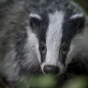 Portrait of a 4 month old badger (Meles meles)