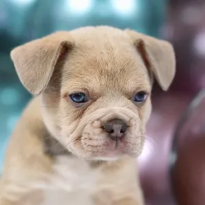 Portrait of 6 weeks old healthy cream colored French Bulldog dog puppy with colorful balloons in background