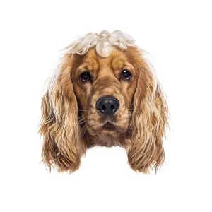 Portrait of adorable english cocker spaniel dog looking forward Portrait of adorable english cocker spaniel dog looking forward
