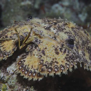 Portrait of American bear crab (Scyllarus americanus)
