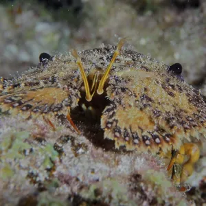 Portrait of American bear crab (Scyllarus americanus)