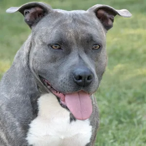 American Staffordshire Terrier Print in Public Park