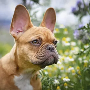 French Bulldog Puppy in Spring Flower Meadow Print