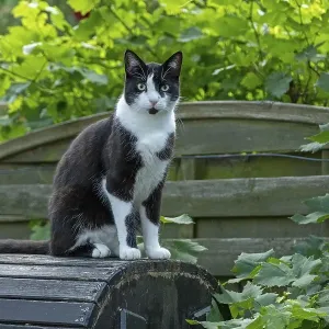 Portrait, black and white tomcat, Germany, Europe